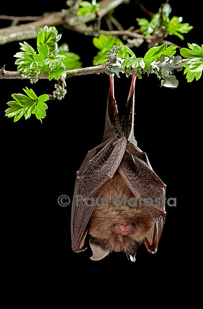 Rhinolophus hipposideros (petit fer à cheval)