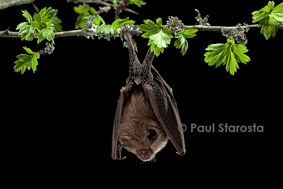 Rhinolophus hipposideros (petit fer à cheval)