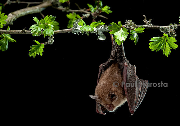 Rhinolophus hipposideros (petit fer à cheval)