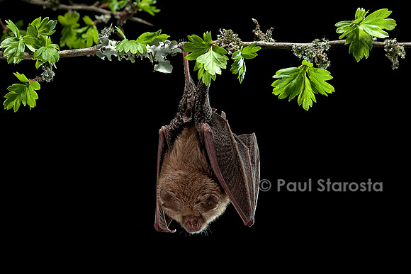 Rhinolophus hipposideros (petit fer à cheval)