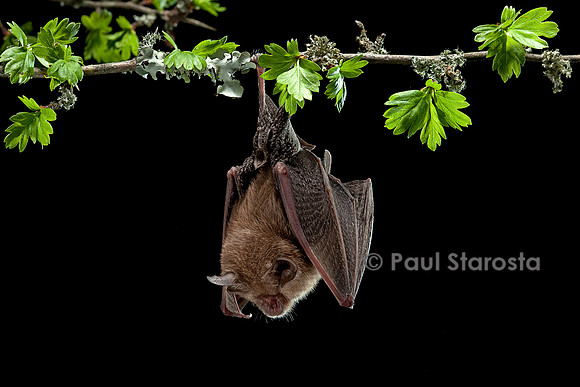 Rhinolophus hipposideros (petit fer à cheval)