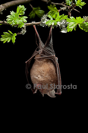 Rhinolophus hipposideros (petit fer à cheval)
