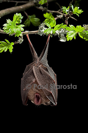 Rhinolophus hipposideros (petit fer à cheval)