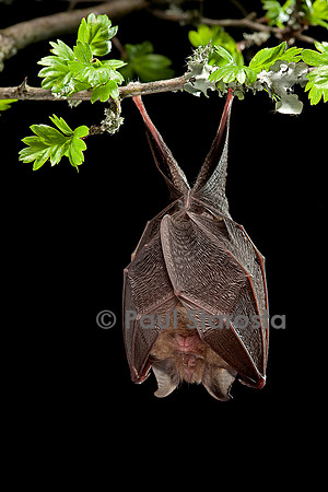 Rhinolophus hipposideros (petit fer à cheval)