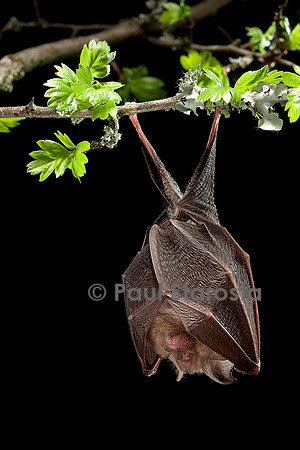 Rhinolophus hipposideros (petit fer à cheval)