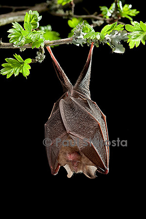 Rhinolophus hipposideros (petit fer à cheval)