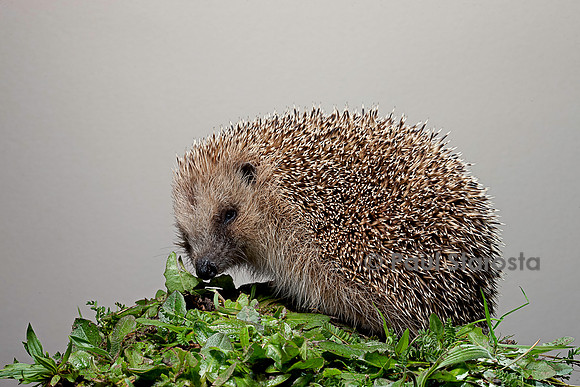 Erinaceus europaeus (hérisson)