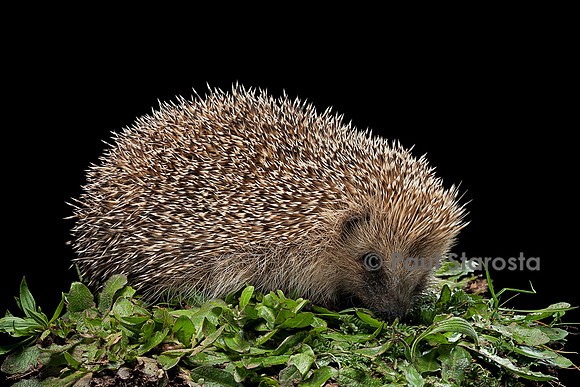 Erinaceus europaeus (hérisson)