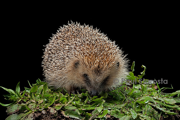 Erinaceus europaeus (hérisson)