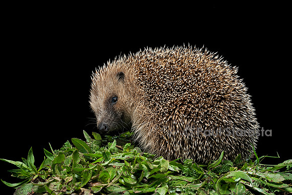 Erinaceus europaeus (hérisson)