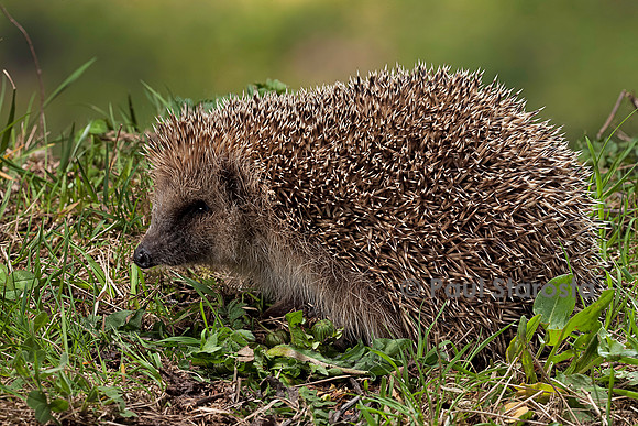 Erinaceus europaeus (hérisson)