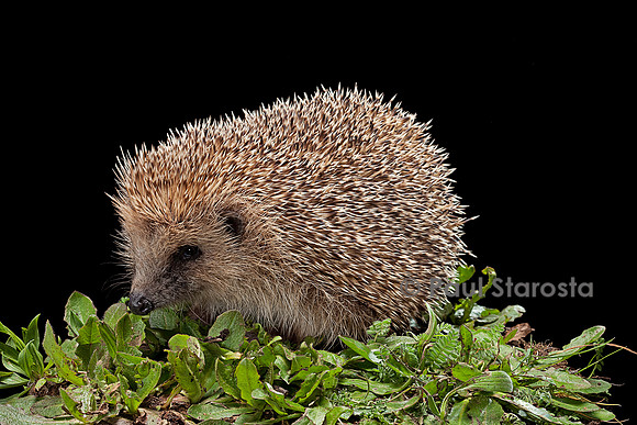 Erinaceus europaeus (hérisson)