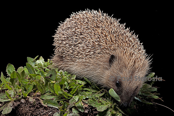 Erinaceus europaeus (hérisson)