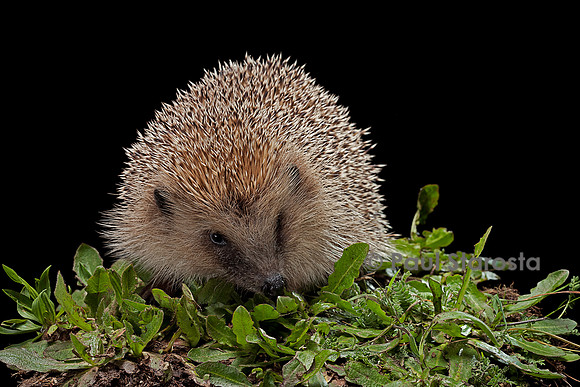 Erinaceus europaeus (hérisson)