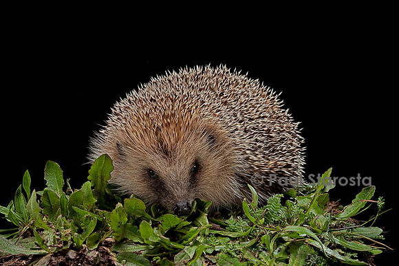 Erinaceus europaeus (hérisson)