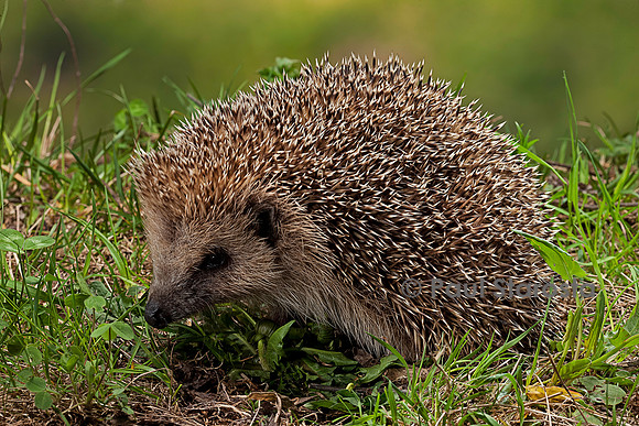 Erinaceus europaeus (hérisson)