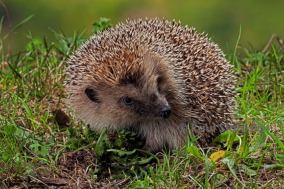 Erinaceus europaeus (hérisson)