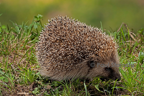 Erinaceus europaeus (hérisson)