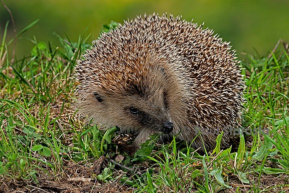 Erinaceus europaeus (hérisson)