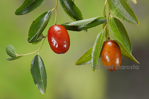 Ziziphus jujuba (jujubier) - fruit (jujube)