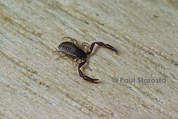 Chelifer cancroides (pseudoscorpion)