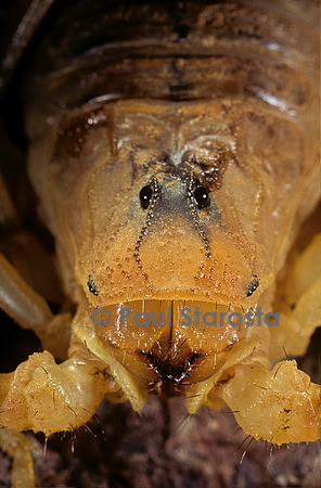 Buthus occitanus (scorpion languedocien) - détail
