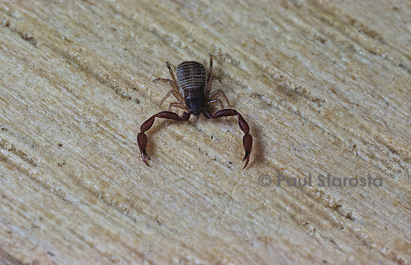 Chelifer cancroides (pseudoscorpion)