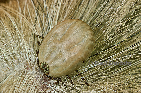 Ixodes ricinus (tique)