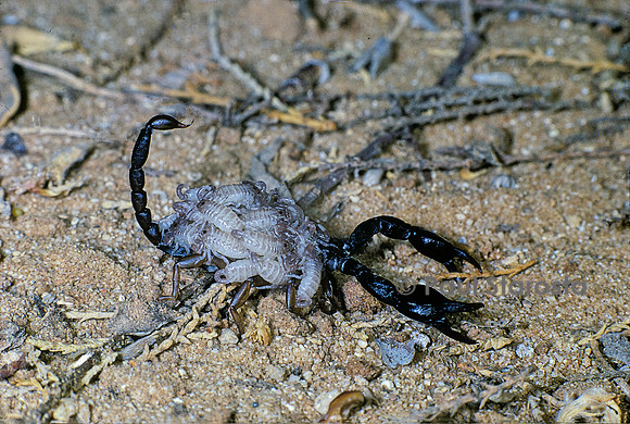 Euscorpius carpathicus - femelle portant ses petits
