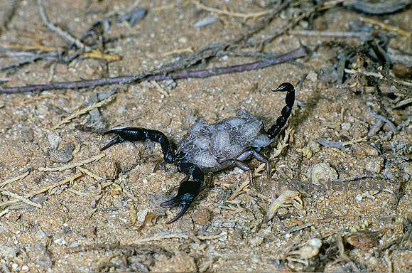 Euscorpius carpathicus - femelle portant ses petits