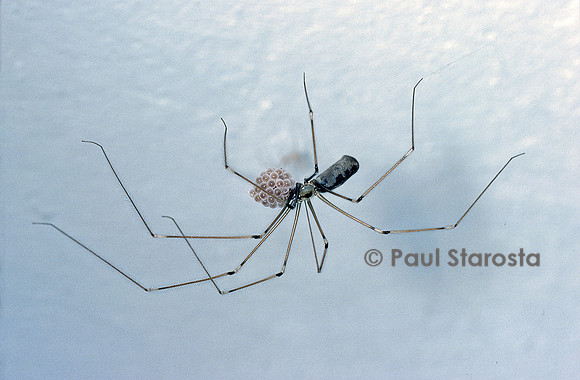 Pholcus phalangioides (pholque) - femelle tenant son cocon