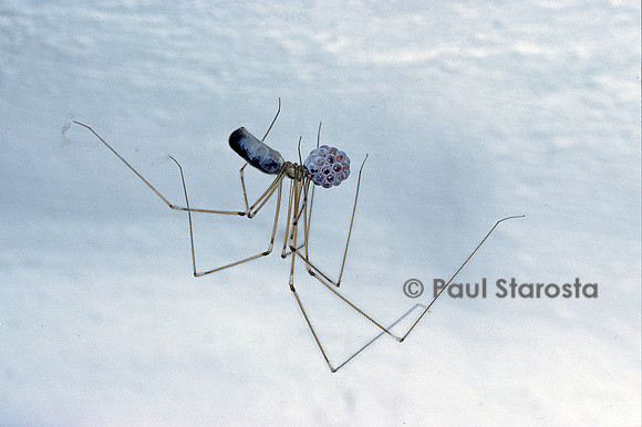 Pholcus phalangioides (pholque) - femelle tenant son cocon