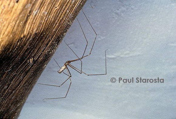 Pholcus phalangioides (pholque) - mâle