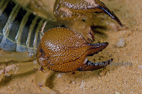Scorpio maurus - pince