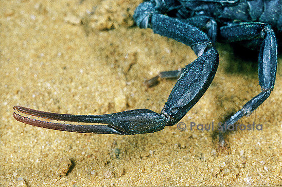 Androctonus mauritanicus - pince