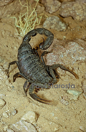 Androctonus mauritanicus