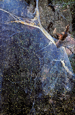 Eotetranychus tiliarum (acarien du tilleul)