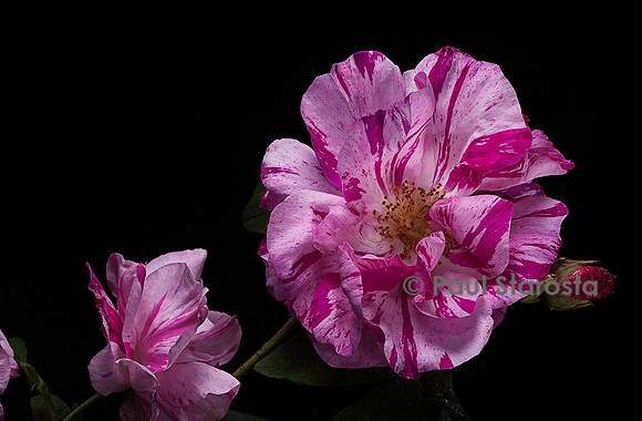 Rosa gallica ‘Versicolor’
