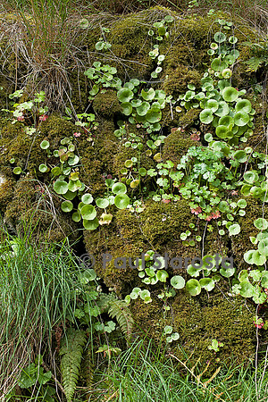 Vieux mur de pierres sèches