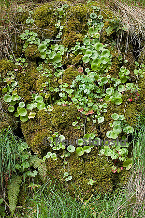 Vieux mur de pierres sèches