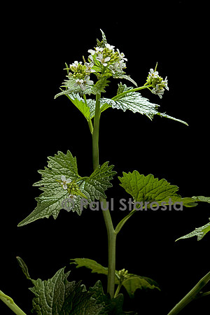 Alliaria petiolata (alliaire officinale)