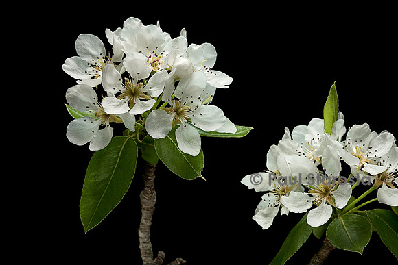 Pyrus communis (poirier) - fleurs