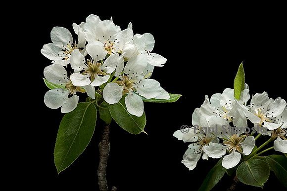 Pyrus communis (poirier) - fleurs