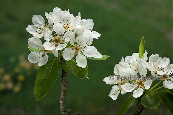Pyrus communis (poirier) - fleurs
