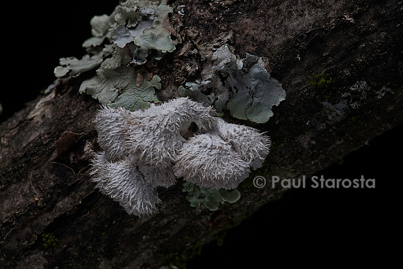 Schizophyllum commune (schizophylle commun) - et lichen sur une branche
