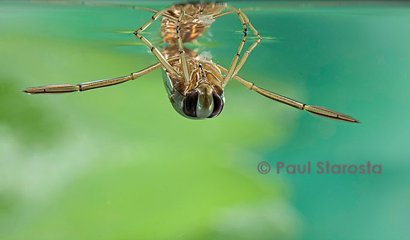 Notonecta glauca (notonecte)