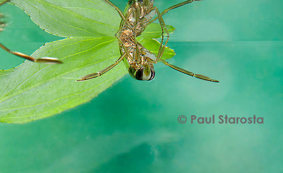 Notonecta glauca (notonecte)