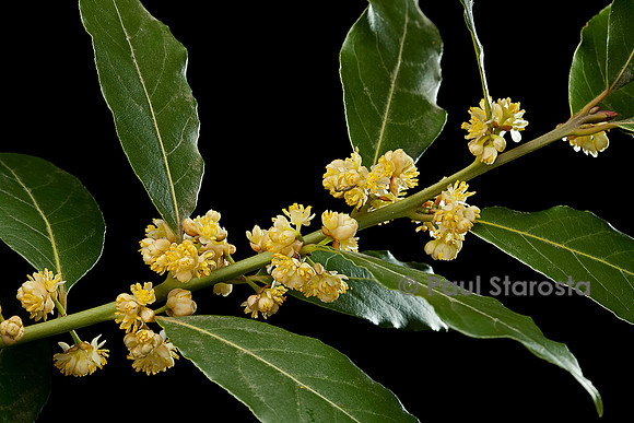 Laurus nobilis (laurier-sauce) - fleur
