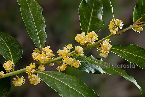 Laurus nobilis (laurier-sauce) - fleur
