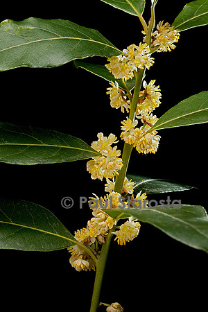 Laurus nobilis (laurier-sauce) - fleur